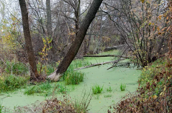 Le barrage a bloqué la rivière, les castors ont construit — Photo