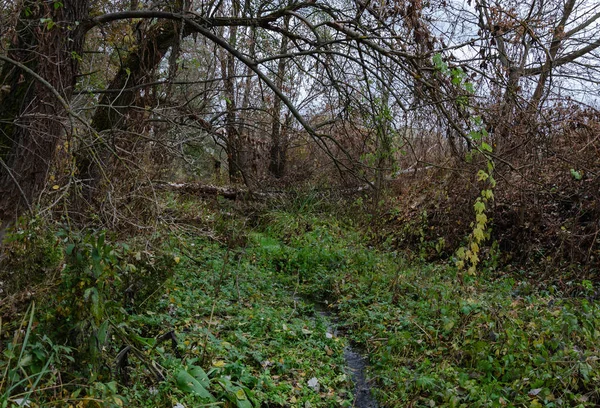 La presa bloqueó el río, los castores construidos —  Fotos de Stock