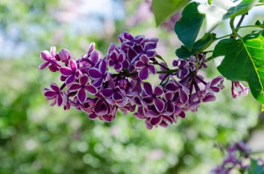 Leylak rengi, çiçek açan leylak dalıyla çalılıklarda sıcak bir bahar günü öğleden sonra