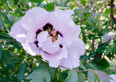 yeşil yaprakları ile bir çalı üzerinde şakayık çiçek