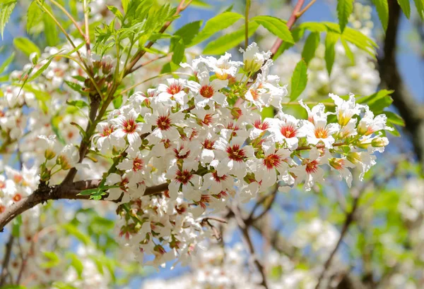 Fruit tree with white flowers, sunny afternoon in the park — Stock Photo, Image