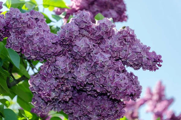 Lilac inflorescence, flowering branch of lilac on a bush warm springtime in the afternoon — Stock Photo, Image