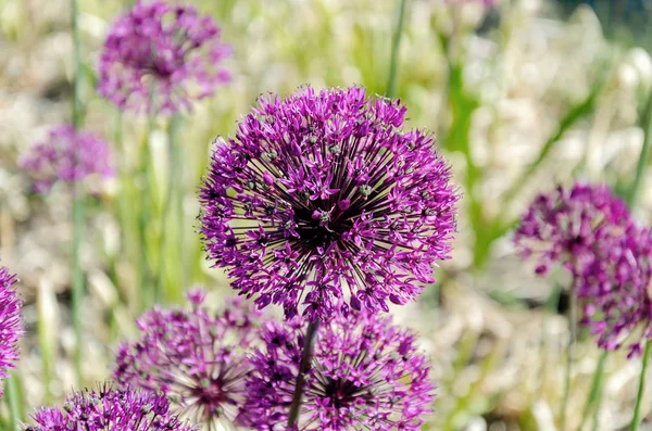 Belle inflorescence d'oignons ornementaux aux fleurs violettes — Photo