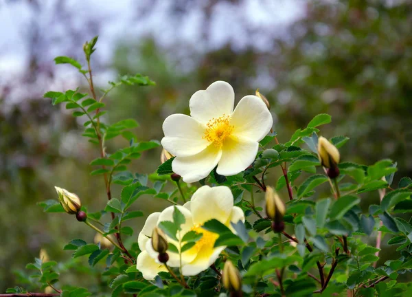 Gyönyörű rózsaág rügyekkel és sárga virágokkal — Stock Fotó
