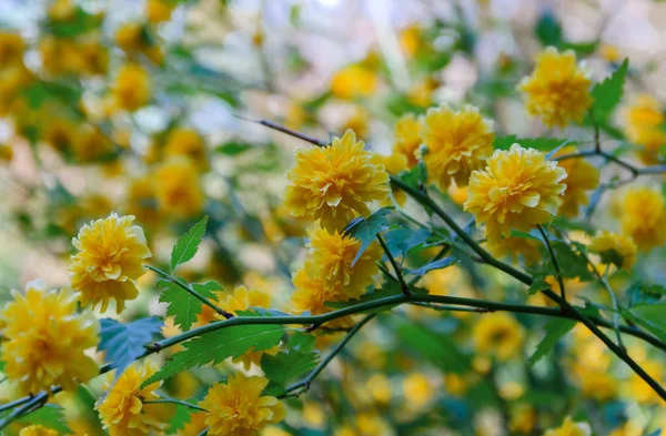 Ranting indah mawar dengan tunas dan bunga kuning — Stok Foto