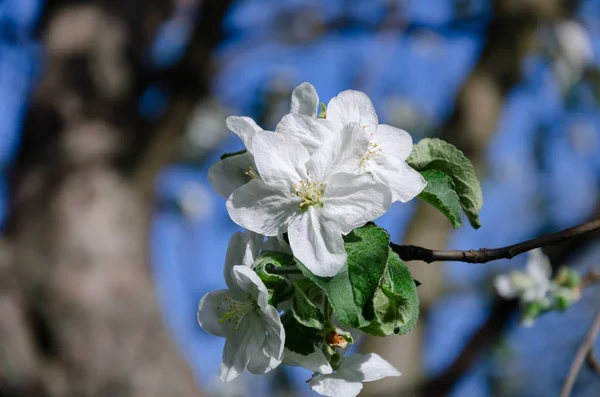 Fleurs de pommier, fleurs blanches parfumées dans le jardin — Photo