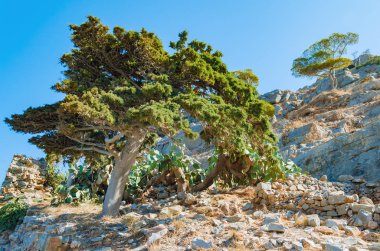 Taşların arasında büyüyen ağaçlar