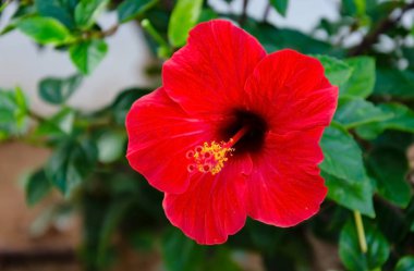 Bahçede yeşil yaprakları ve yaprakları olan kırmızı amber çiçeği. 