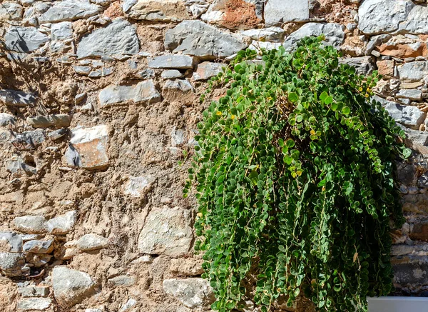 Grüne Pflanze wächst aus einem steinernen alten Wall — Stockfoto