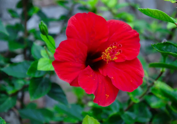 Flor de hibisco rojo con pétalos y hojas verdes en el jardín — Foto de Stock