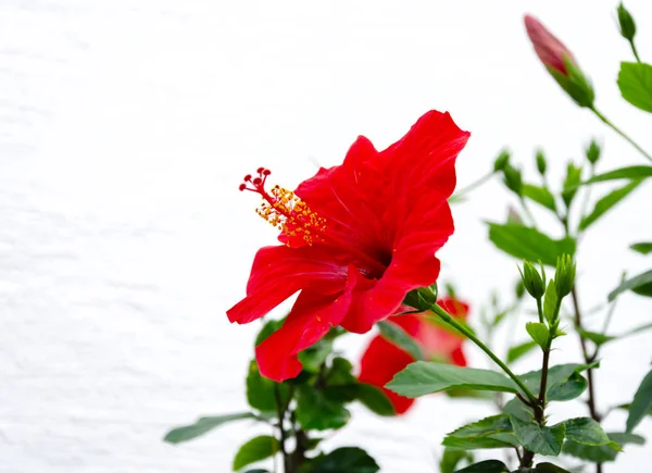 Red hibiscus flower with petals and green leaves in the garden — Stock Photo, Image
