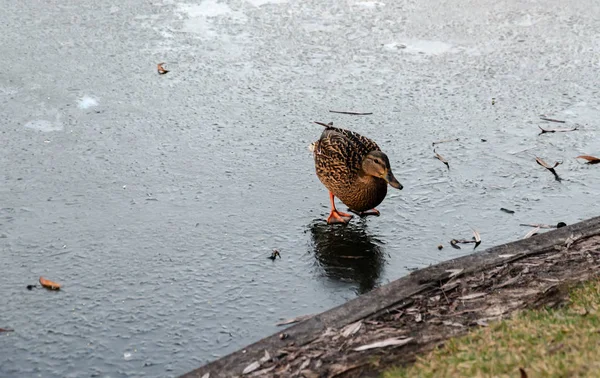 wild duck walks on a frozen lake, on ice