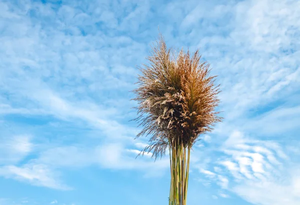 Сухая трава в пучке на фоне ярко-голубого неба — стоковое фото