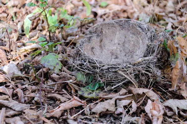 Упавшее птичье гнездо лежит на земле — стоковое фото