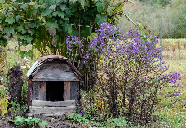 Casa de madera para mascotas, cerca de un arbusto de viburnum — Foto de Stock