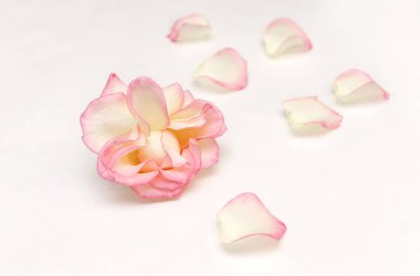 Beyaz arka planda gül yaprakları olan doğal gül çiçeği.