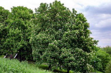 chestnut tree with white inflorescences in the park