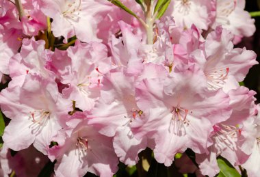 blooming rhododendron with green leaves on a sunny day in the garden, 