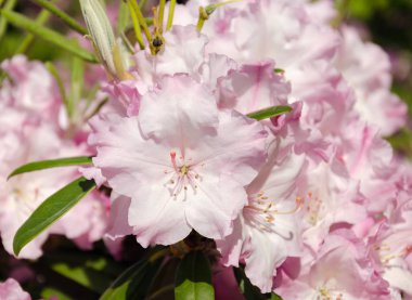 blooming rhododendron with green leaves on a sunny day in the garden, 