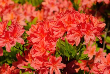 blooming rhododendron with green leaves on a sunny day in the garden, 