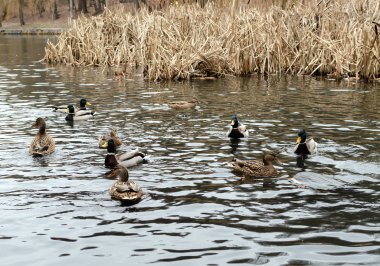 ducks floating in a pond on a cloudy day, wild birds in nature