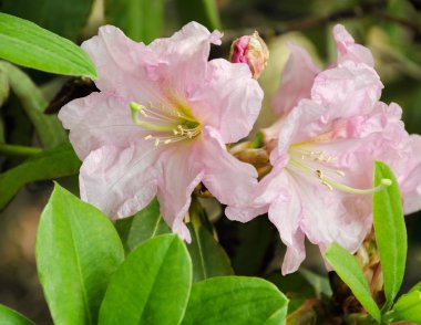 blooming rhododendron with green leaves on a sunny day in the garden, 