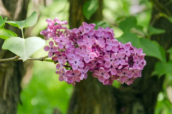Бузкові суцвіття, квітуча гілка бузку на кущі теплий весняний час вдень — стокове фото