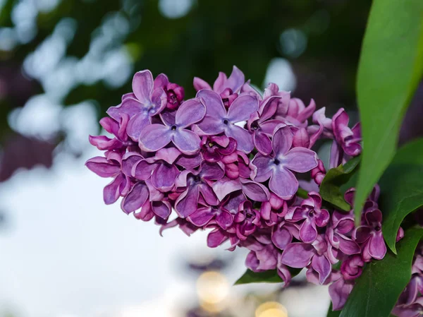 Lilac bloeiwijze, bloeiende tak van lila op een struik warme lente in de middag — Stockfoto
