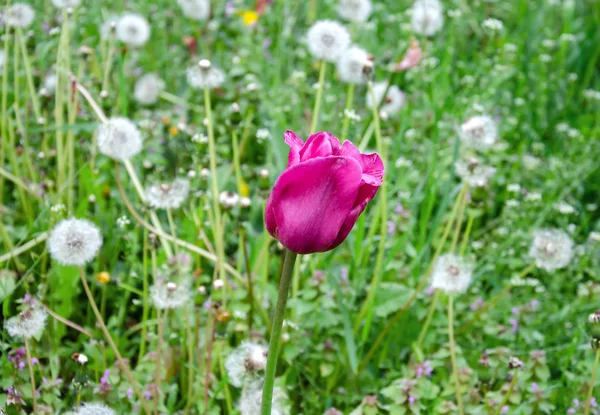 Tulip flower among meadow grasses — Stock Photo, Image