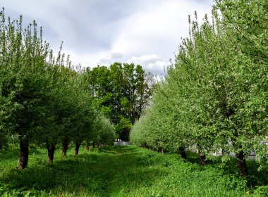 flowering fruit trees planted in a row on a warm spring day