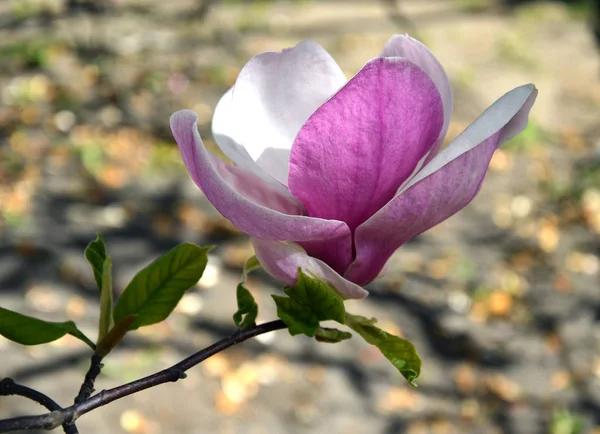 Magnolia kwiat, gałęzie drzew z dużymi pachnącymi kwiatami magnolii — Zdjęcie stockowe