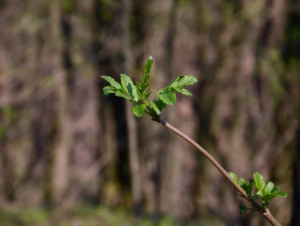 Young green leaves bloom from buds on a branch in spring — Stock Photo, Image