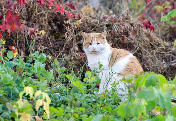 Animal, red cat sits in the autumn in the yard on a warm day — Stock Photo, Image