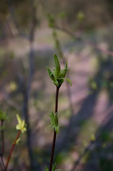 Young green leaves bloom from buds on a branch in spring — 图库照片