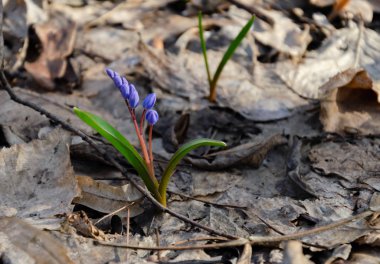 Çiçekli mavi kar damlası, çiçeklenmiş güller Ormanda mutlu bir bahar günü, kapalı