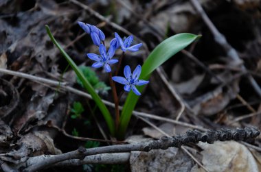Çiçekli mavi kar damlası, çiçeklenmiş güller Ormanda mutlu bir bahar günü, kapalı