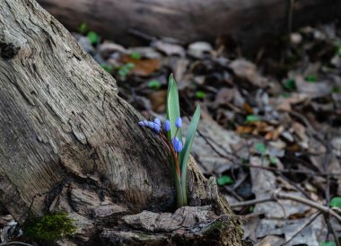 Çiçekli mavi kar damlası, çiçeklenmiş güller Ormanda mutlu bir bahar günü, kapalı