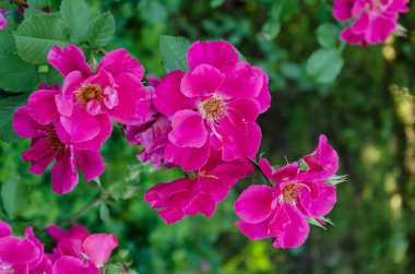 Güzel bir gül çiçeği, yaz bahçesinde sıcak bir gün, yeşil yapraklardan oluşan bir arka planda, yakın plan