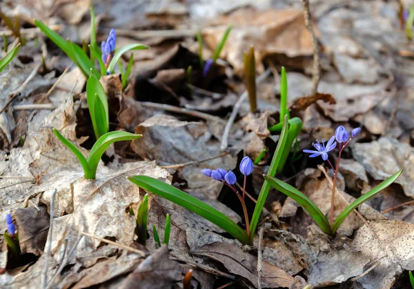 Blooming Blue Snowdrop Primroses Happy Spring Day Forest Close — Stock Photo, Image