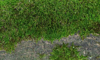 Güneşli bir günde, ormandaki yaşlı bir ağacın kabuğunda yeşil yosun.