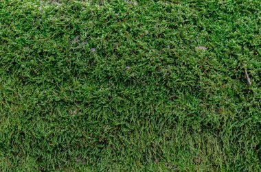 Güneşli bir günde, ormandaki yaşlı bir ağacın kabuğunda yeşil yosun.