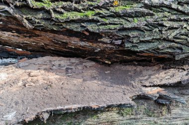 Güneşli bir günde, ormandaki yaşlı bir ağacın kabuğunda yeşil yosun.