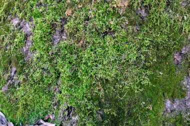 Güneşli bir günde, ormandaki yaşlı bir ağacın kabuğunda yeşil yosun.