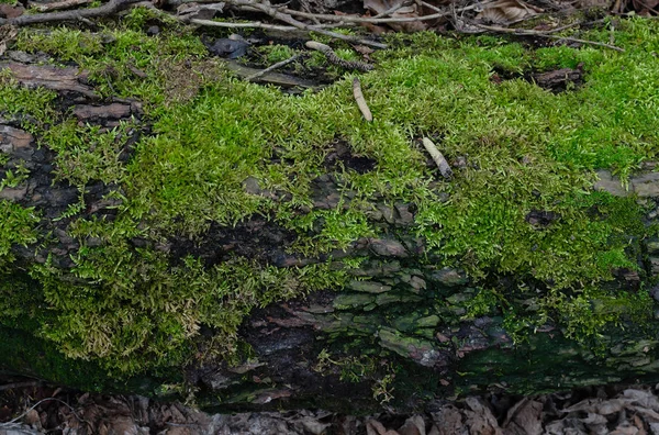 Musgo Verde Corteza Viejo Árbol Bosque Día Soleado Primer Plano —  Fotos de Stock