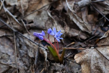 Çiçekli mavi kar damlası, çiçeklenmiş güller Ormanda mutlu bir bahar günü, yakın plan