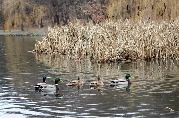 Enten Die Einem Bewölkten Tag Einem Teich Treiben Wildvögel Der — Stockfoto