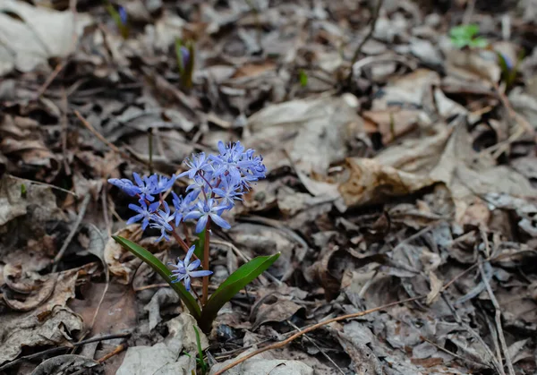 Virágzó Kék Hóvirág Primrózsák Egy Boldog Tavaszi Napon Erdőben Közelkép — Stock Fotó