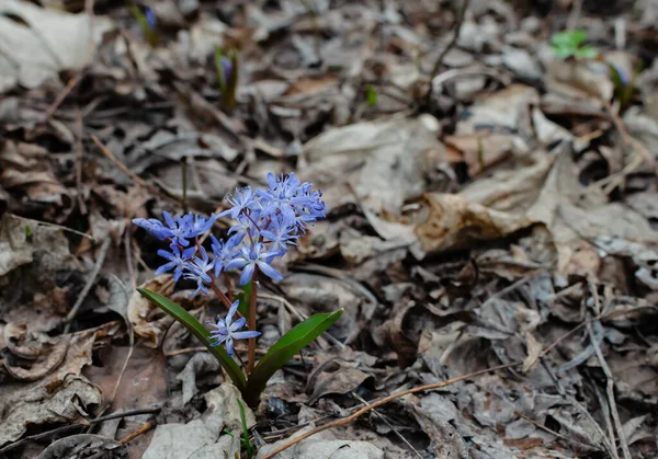 Bucaneve Blu Primule Una Felice Giornata Primaverile Nella Foresta Primo — Foto Stock