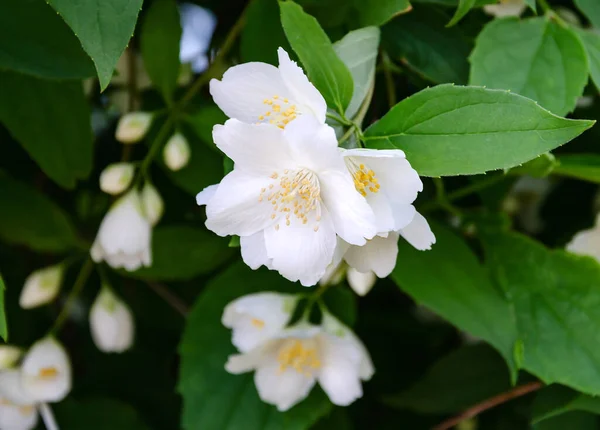 Kwiaty Jaśminu Białymi Kwiatami Ciepły Dzień Ogrodzie Piękne Tło Zbliżenie — Zdjęcie stockowe