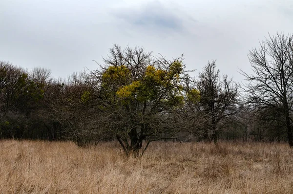 Árbol Muérdago Parque Principios Primavera Entre Los Pastos Secos —  Fotos de Stock